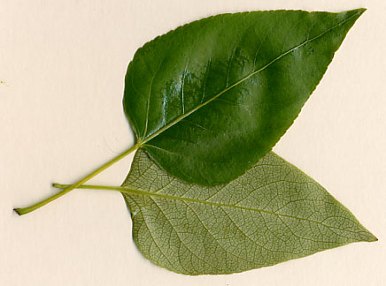 Poplar leaves 